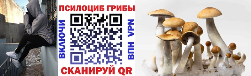 Псилоцибиновые грибы Cubensis это формула Кандалакша где купить наркоту